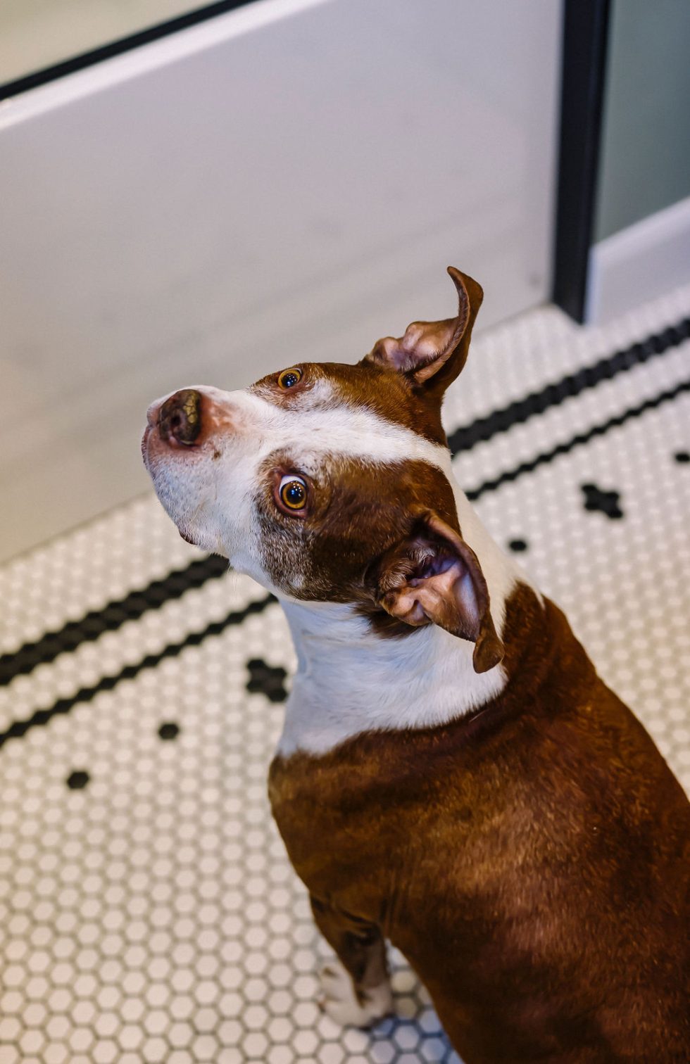 Chien marron et blanc aux oreilles tombantes regardant vers le haut, assis sur un sol carrelé noir et blanc.